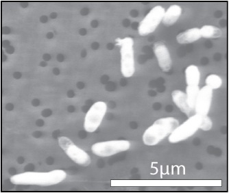 GFAJ-1 grown on phosphorus GFAJ-1 grown on phosphorus